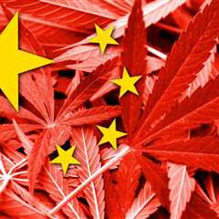 Inside a Chinese Run Illegal Cannabis Farm - The Human Cost of Marijuana Prohibition