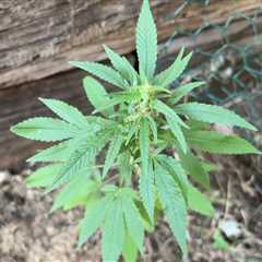 went to mow my lawn/weed and there was randomly 1 cannabis growing amongst the…