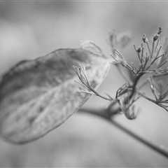 The Colors of Transition XXVI: Timeless Beauty in Bloom and Decay