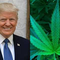 Former President Donald Trump says he supports federally rescheduling marijuana and opening up..