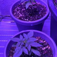 10 day update on the magic bullet CBD x strawberries and crème.   Just a…