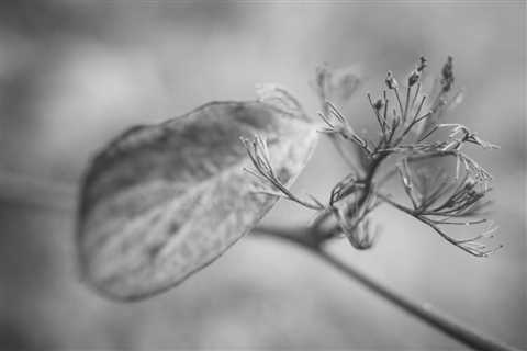 The Colors of Transition XXVI: Timeless Beauty in Bloom and Decay