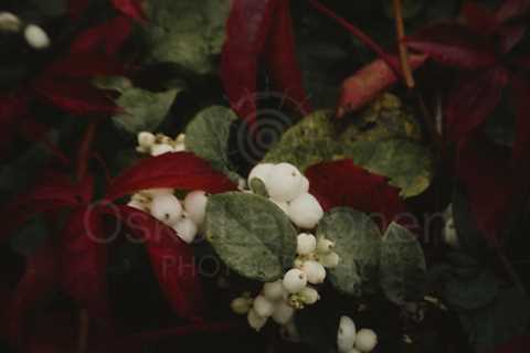 Bold in Bloom II - Vivid Still Life Nature Photography Capturing the Beauty of Late Summer