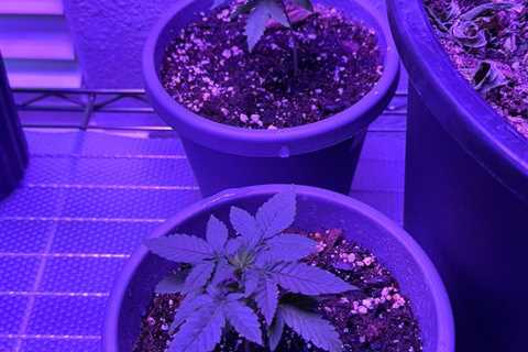 10 day update on the magic bullet CBD x strawberries and crème.   Just a…