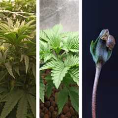 All About Cannabis Seeds: Understanding the Average Yield of a Cannabis Plant Grown from Seed