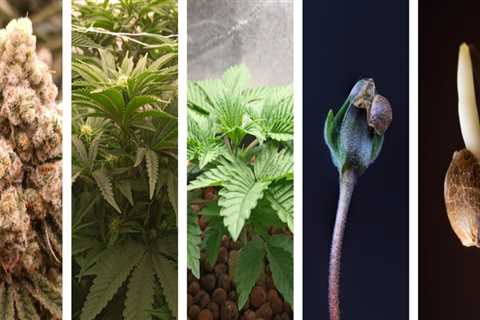 All About Cannabis Seeds: Understanding the Average Yield of a Cannabis Plant Grown from Seed