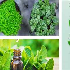 Integrating Modern Medicine with Holistic Health Approaches