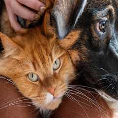 Holistic Pet Comfort: Natural Ways Resorts Reduce Stress for Animals