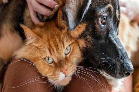 Holistic Pet Comfort: Natural Ways Resorts Reduce Stress for Animals