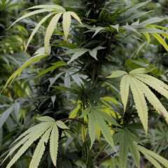 The Impact of Neighboring Cities and States on Cannabis Advocacy in Pasco, Washington: An Expert's..