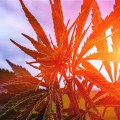 Breaking Barriers: The Fight for Equal Access to Cannabis in Pasco, Washington