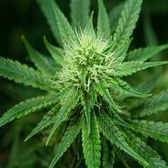 The Crucial Role of Cannabis Advocates in Promoting Safe and Responsible Use in Pasco, Washington