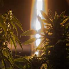 The Ongoing Debate Over Cannabis Legalization in Pasco, Washington