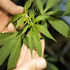 Navigating Cannabis Restrictions in Pasco, Washington