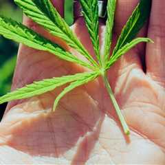 Sour Diesel: Indica or Sativa in Addiction Treatment