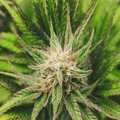 Understanding Medical Edibles in New Hampshire Treatment Centers