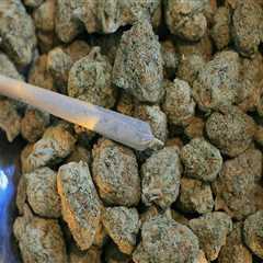 Navigating Hybrid Cannabis in Denver Rehab Centers