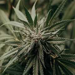 Understanding CBD Vape in Recovery at Delray Beach's Rehab Center