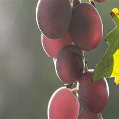 Unlock the Power of Grapefruit Seed for Holistic Health