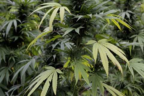 The Impact of Neighboring Cities and States on Cannabis Advocacy in Pasco, Washington: An Expert's..