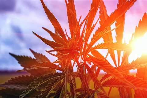 Breaking Barriers: The Fight for Equal Access to Cannabis in Pasco, Washington