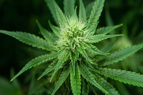 The Crucial Role of Cannabis Advocates in Promoting Safe and Responsible Use in Pasco, Washington