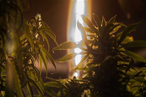 The Ongoing Debate Over Cannabis Legalization in Pasco, Washington