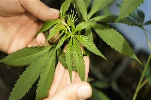 Navigating Cannabis Restrictions in Pasco, Washington