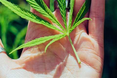 Sour Diesel: Indica or Sativa in Addiction Treatment