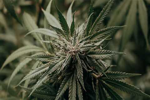 Understanding CBD Vape in Recovery at Delray Beach's Rehab Center