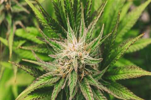 Understanding Cannabis Seeds and Drug Detox in Delray Beach