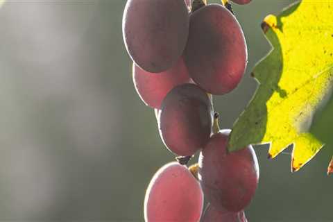 Unlock the Power of Grapefruit Seed for Holistic Health